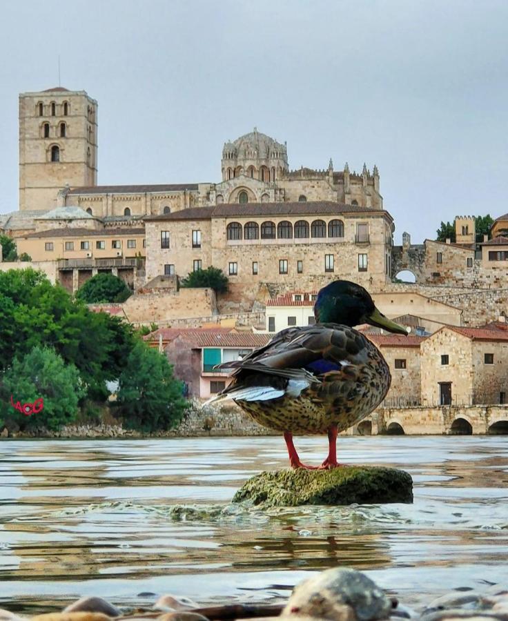 A Los Ojos Del Rio Duero Apartment ซามอรา ภายนอก รูปภาพ